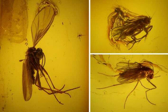 Three Fossil Flies (Diptera) In Baltic Amber #150765